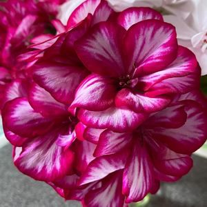 Meet your Posher, Dawn